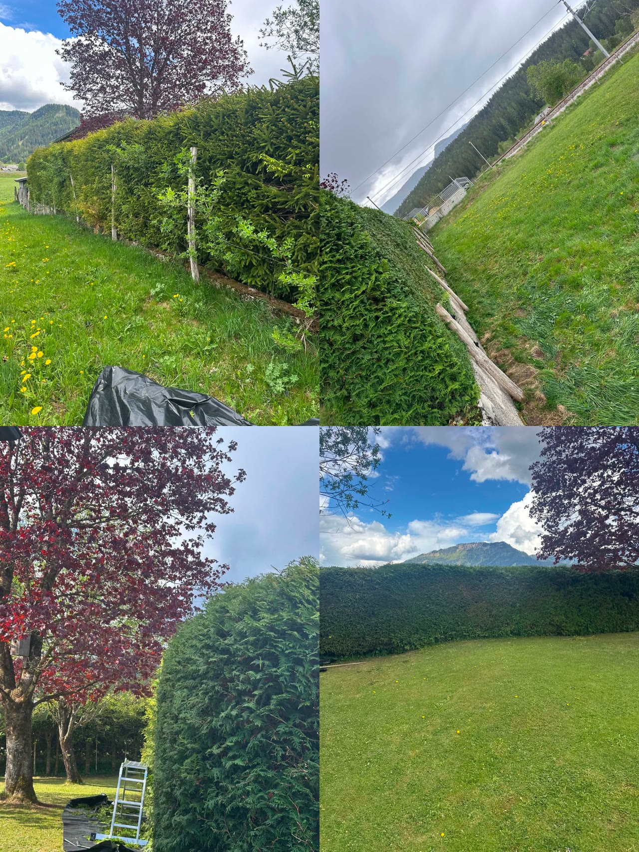 Heckenschneiden Vorher Nachher